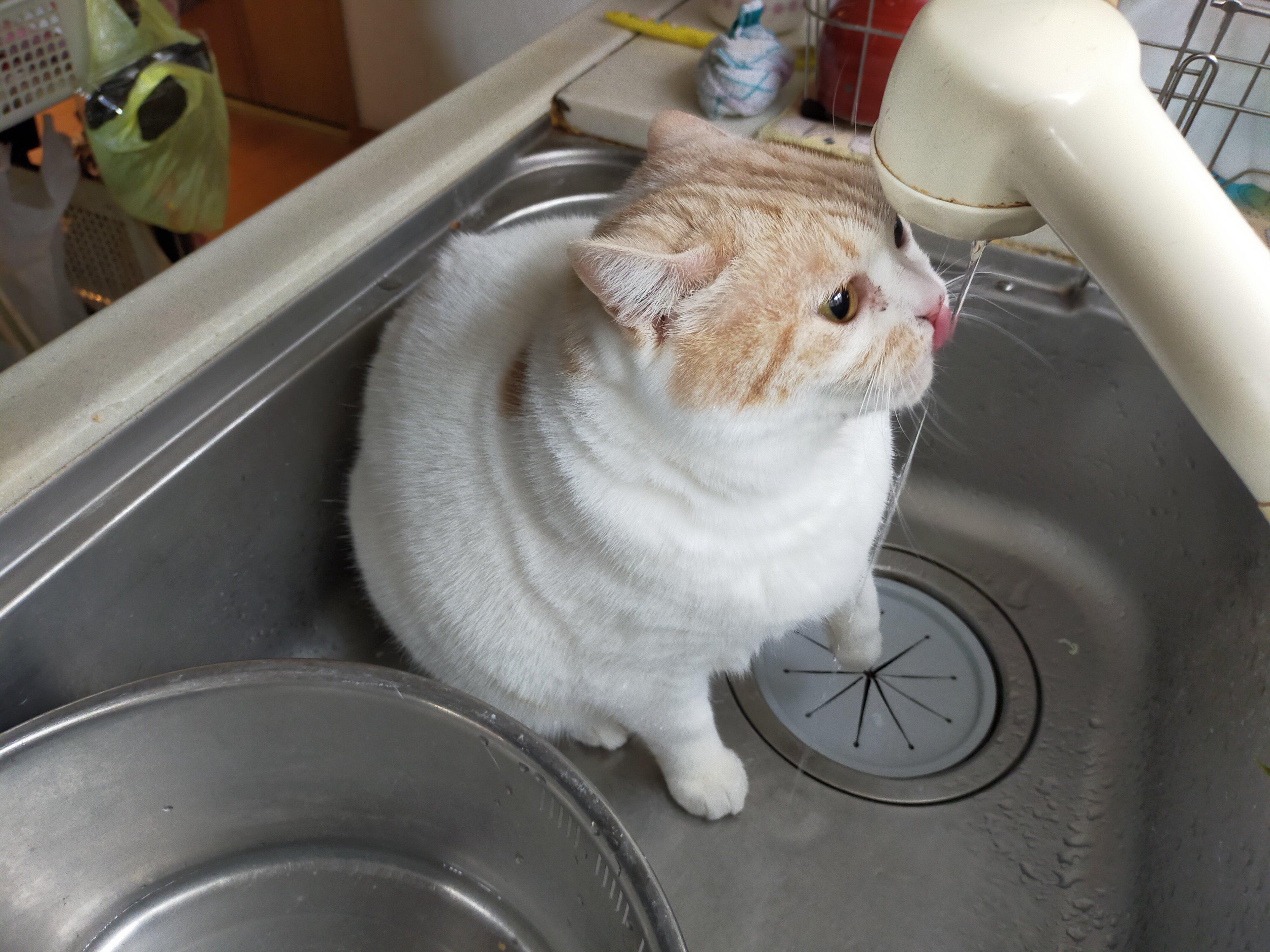 まさまさ(猫) on X: 