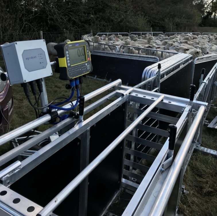 BorderSoftware's tweet image. We are available to have a chat with you about any sheep weighing or EID equipment that you might require for the grant.
We can supply handmade lightweight weighing crates
and Tru-test weigh heads and EID readers as well as #FarmIT3000 software
#Bordersoftware it&apos;s a no-brainer!