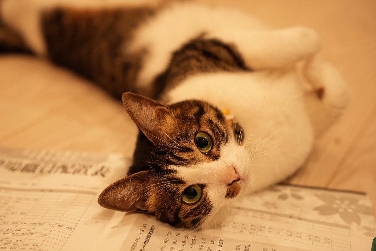 SONIC DIVE tweet media