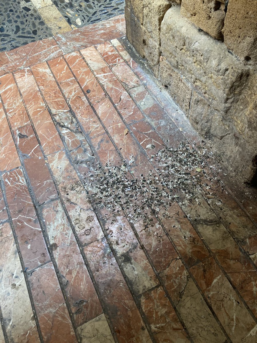 Pep Escoda tweet media