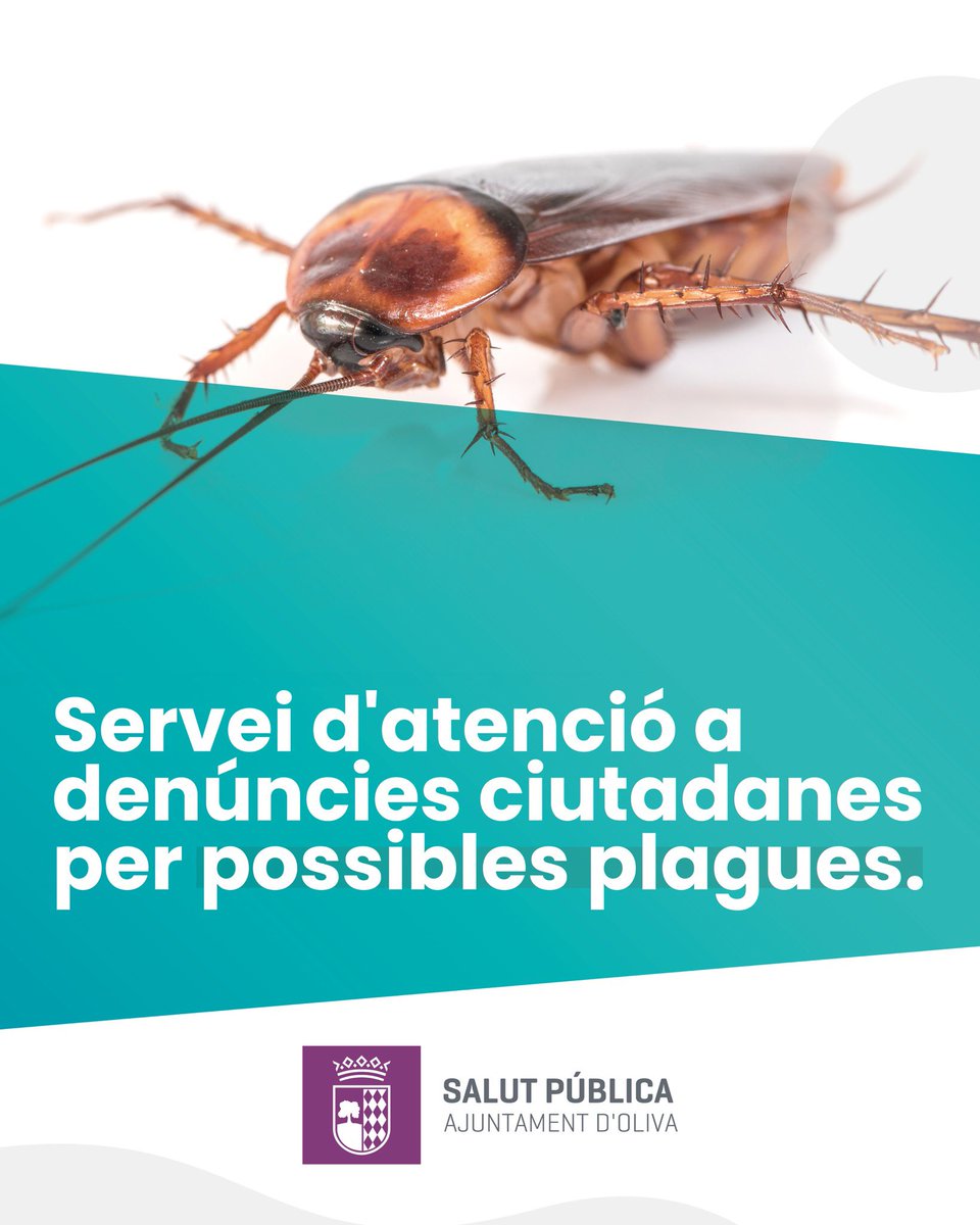 Ajuntament d'Oliva tweet media