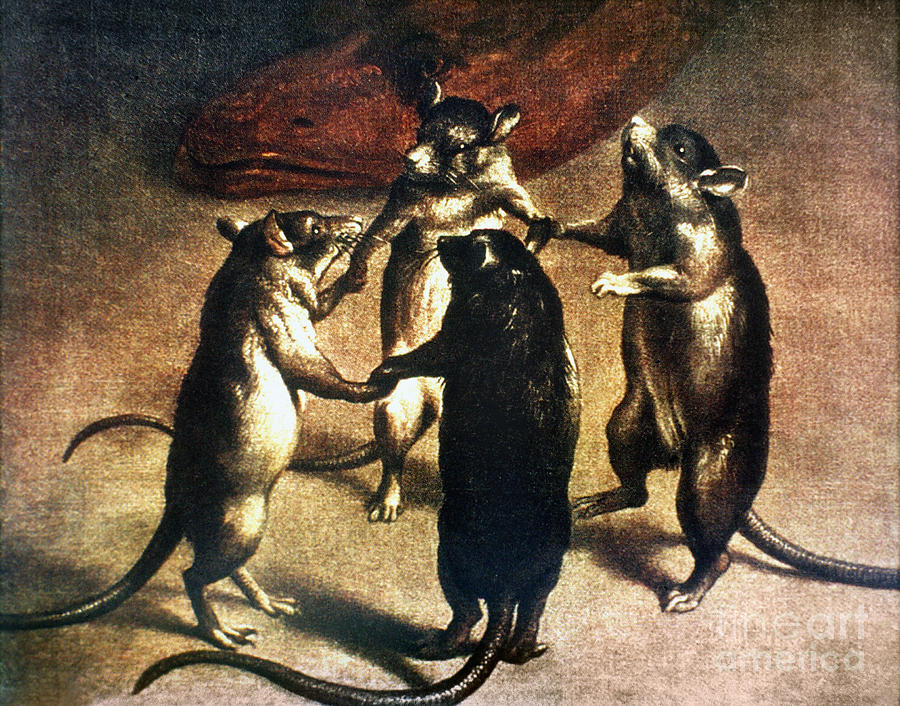 CuriosMuseum's tweet image. Ferdinand van Kessel - The Dance of the Rats 🐀
