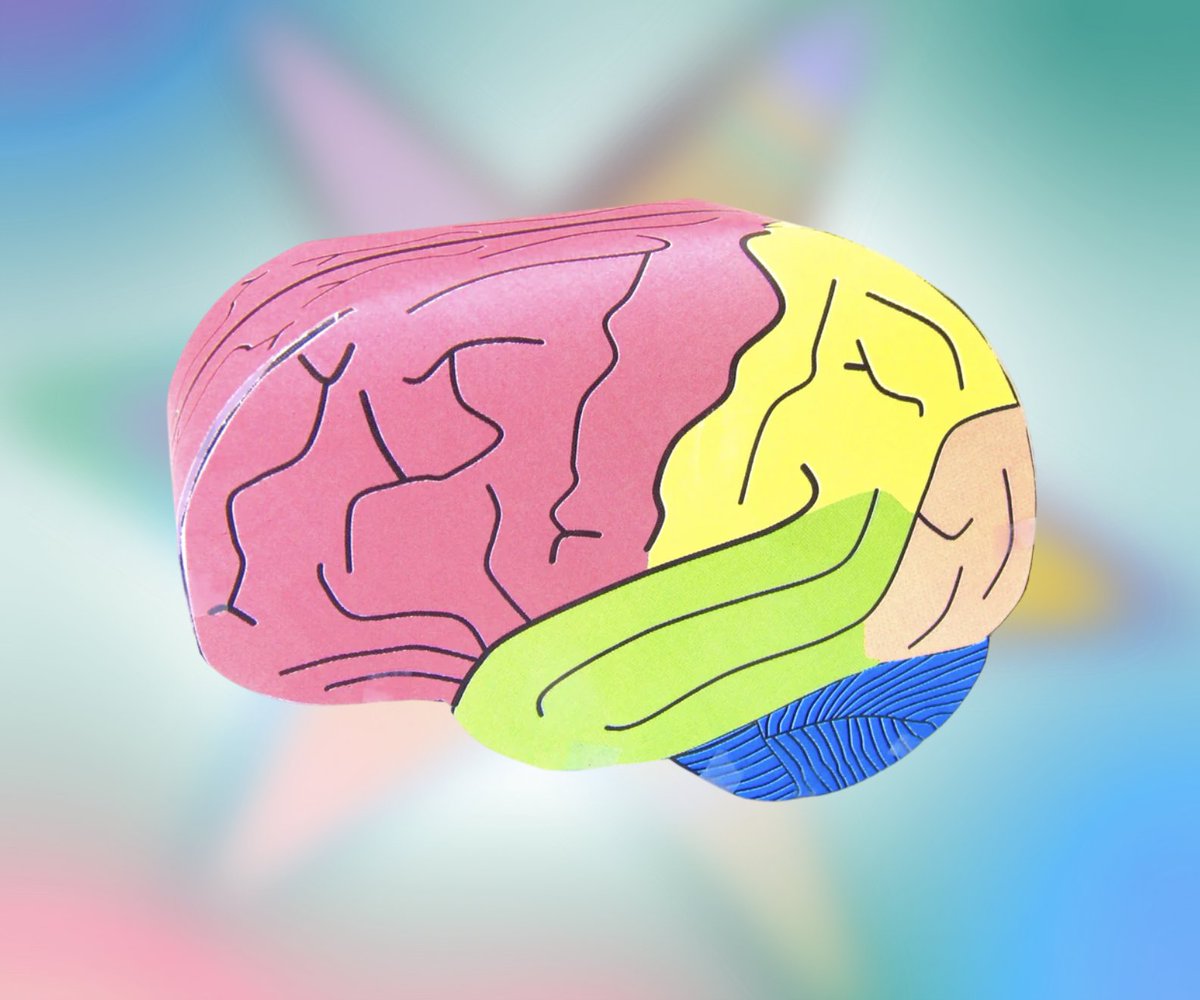 OrigamiCells's tweet image. Your brain is processing the colours on our Brain paper model right now! Your students will have fun & learn more by making a brain model instead of just drawing one! Find out more here: buff.ly/HvRAPZ2
#iteachbio #brain #brainanatomy #psychology #psychologyalevel