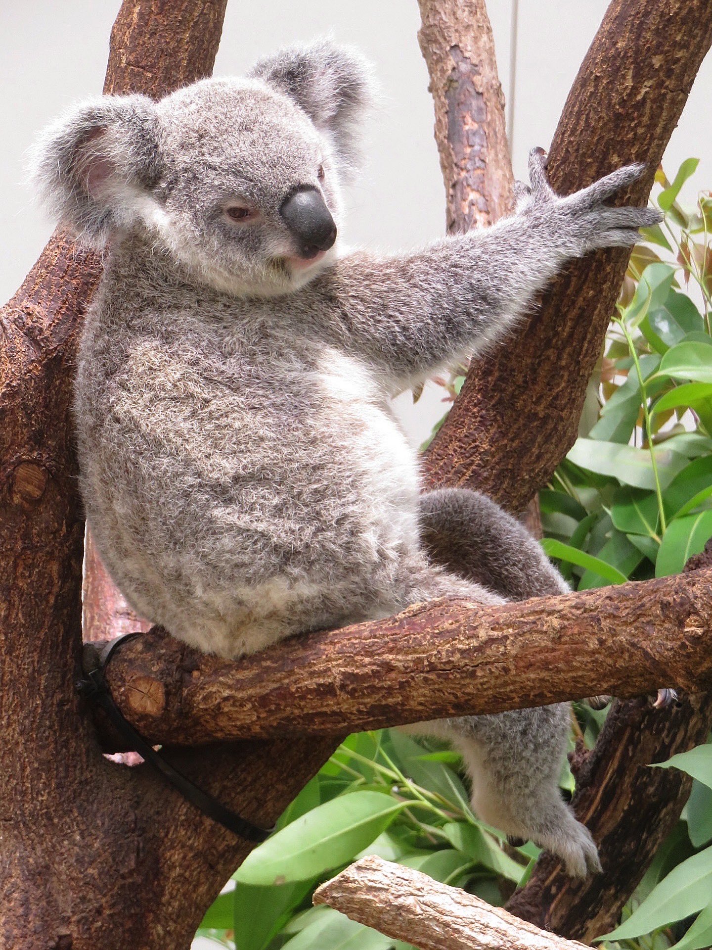 みっちゃんコアラ 🐨やしじゅん🐨コアラー(2025もコアラ年) | エマちゃんには見え