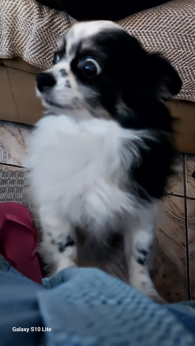 SolangeRebechi's tweet image. 