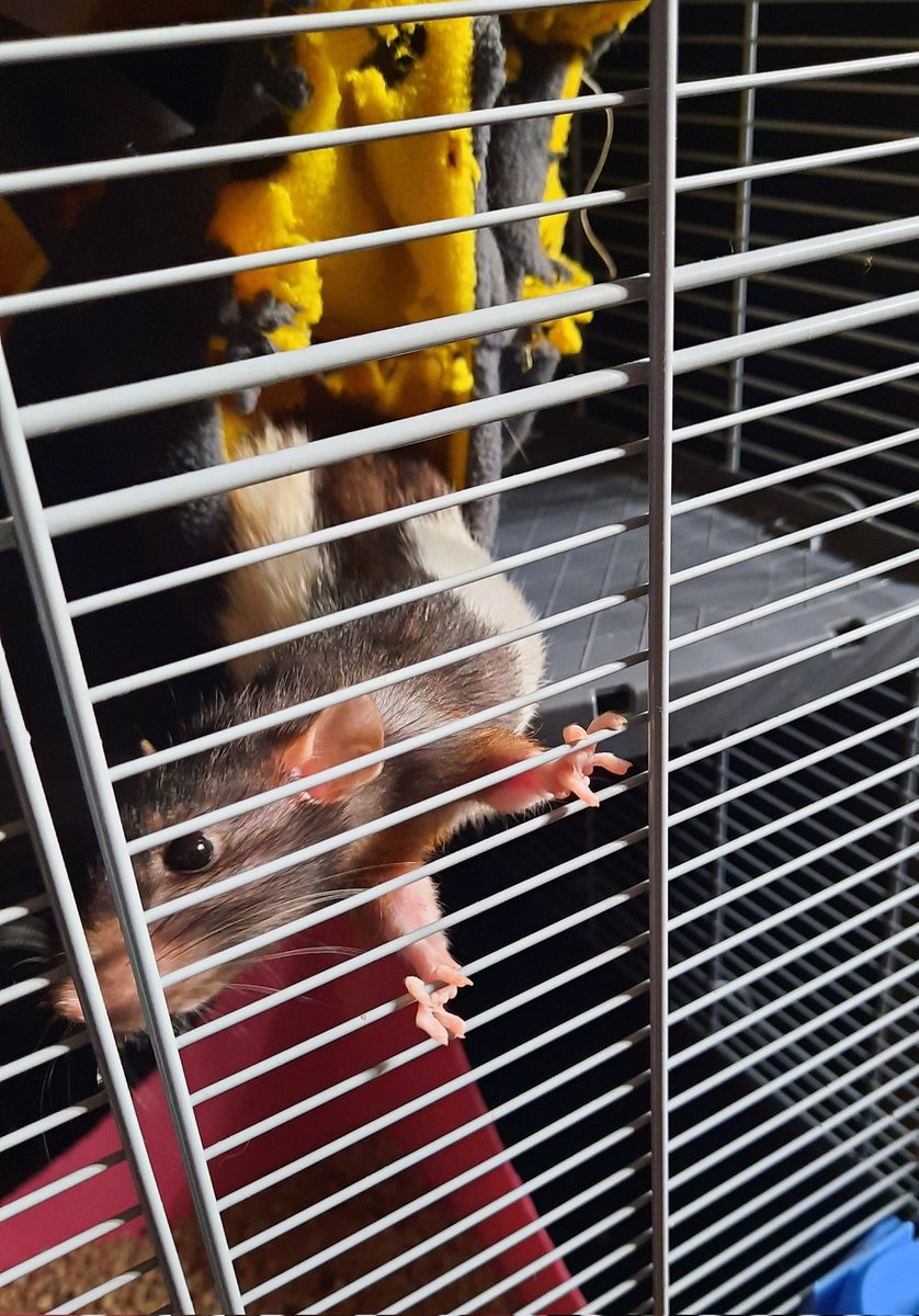 Кстати про крыс
Одна из крыс, с которой я приходил поиграть к подруге, умерла от болезни :((
После того, как моя последняя крыса умерла пока я был в поездке, я поклялся больше никогда к ним не привязываться, и вот опять