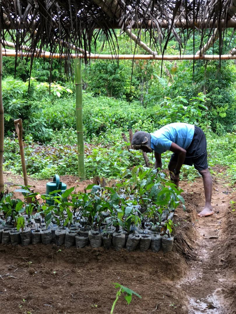 SLEM_SL's tweet photo. Another week, another community nursery site completed! This time in Kotomahun. We’ve successfully germinated seedlings and transferred them into polythene bags. This will allow them to grow to the 30–50 cm height needed before transplanting into degraded areas of their forest. https://t.co/EViZ47V3g0