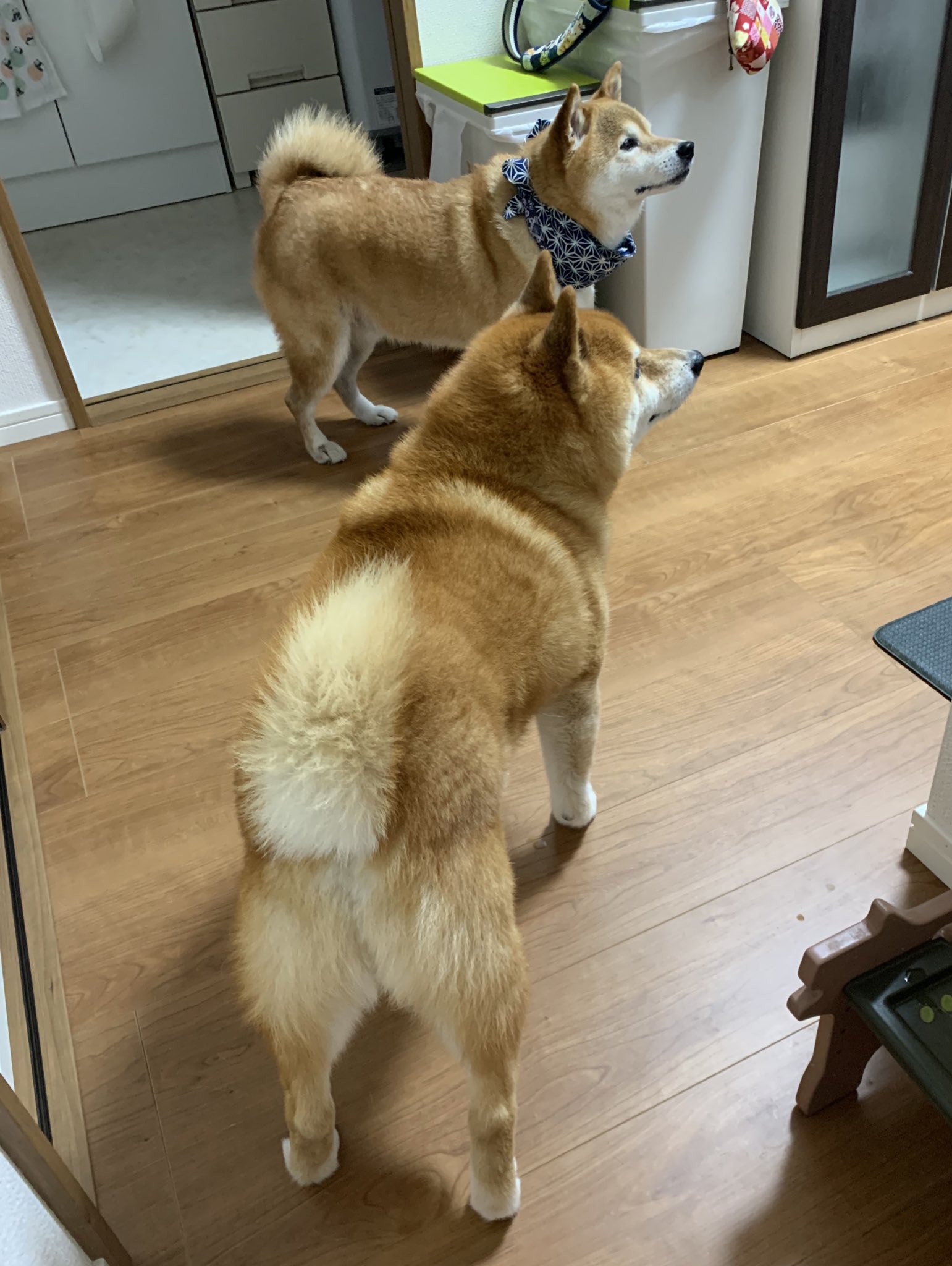 【⚠️交渉済み専用】犬居葉菜　山本小鉄子　うすいしっぽ 飼い主様決定の子犬 ID3956黒オス | 【柴犬.net】柴犬専門