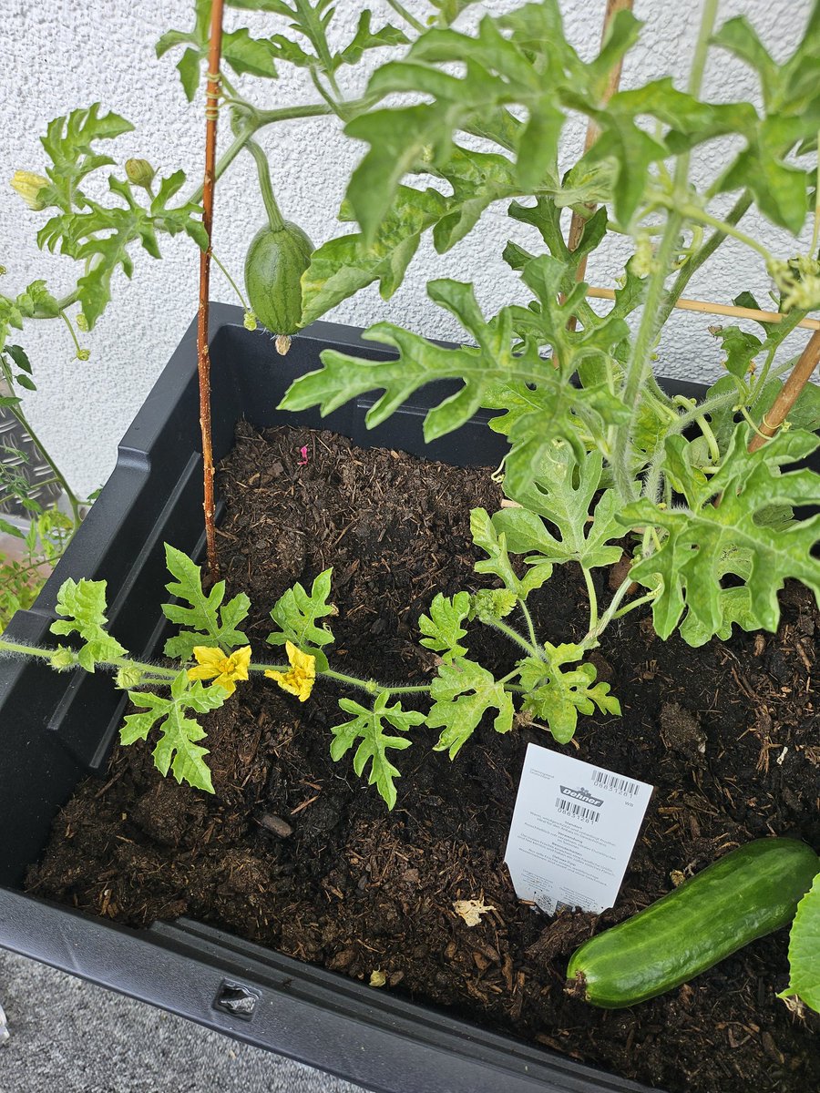 eule1712's tweet image. Das muss ich euch zeigen. Neben meinen Mini Schlangengurken wächst eine Mini Wassermelone und das auf einem Balkon😅. Gibt es Tipps was ich jetzt machen muss. Beispiel Konstruktion damit die nicht abfällt. Oder einfach lassen?