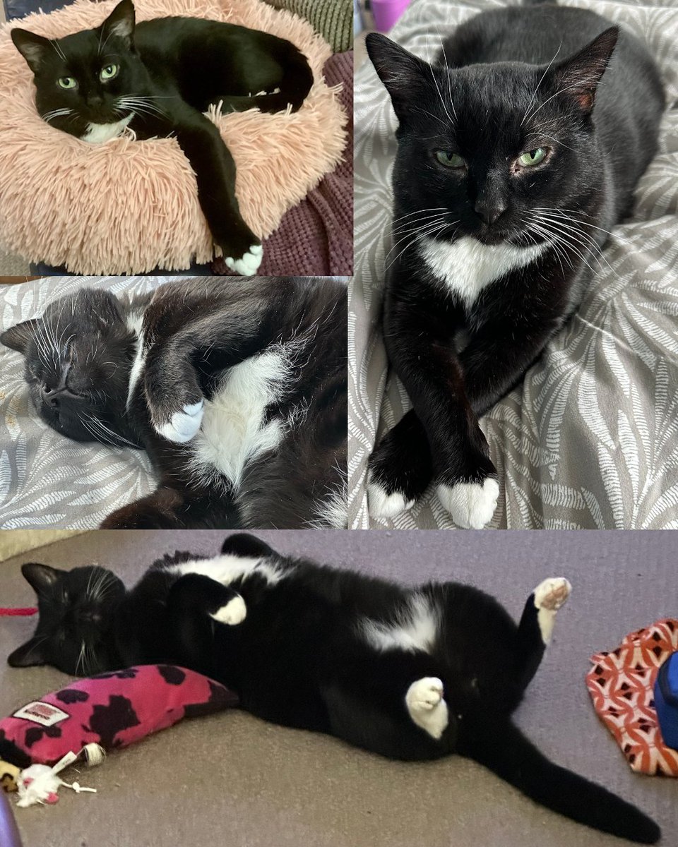 🐾 Meet Tucker – our big softie with a perfect white bib and an even bigger❤️! 
Once a nervous stray, he’s now a playful, affectionate foodie looking for a forever 🏠 (and a full bowl).
💖 Gentle, cuddly, loves his mouse toy
👉 cats.org.uk/bromley#adopt-…
#AdoptDontShop #AdoptACat