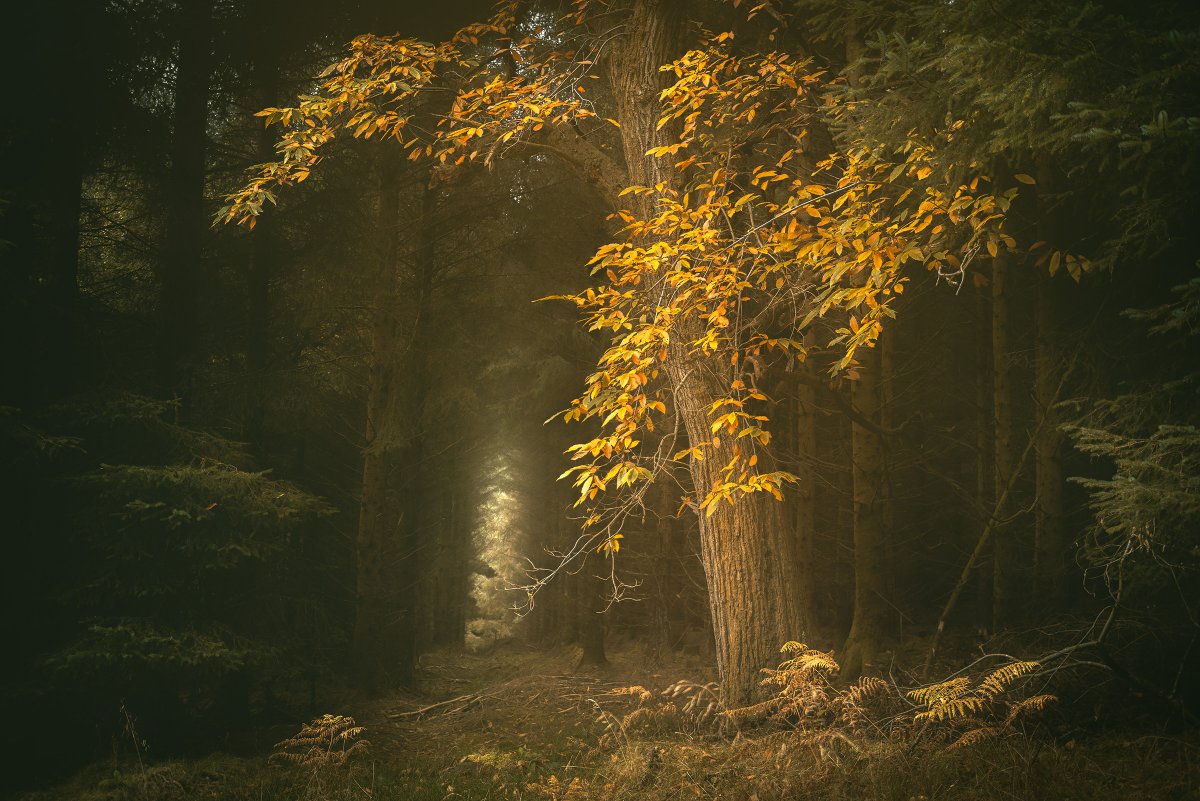 DamianShields1's tweet image. Torlum wood #Strathearn #Scotland #Perthshire damianshields.com
