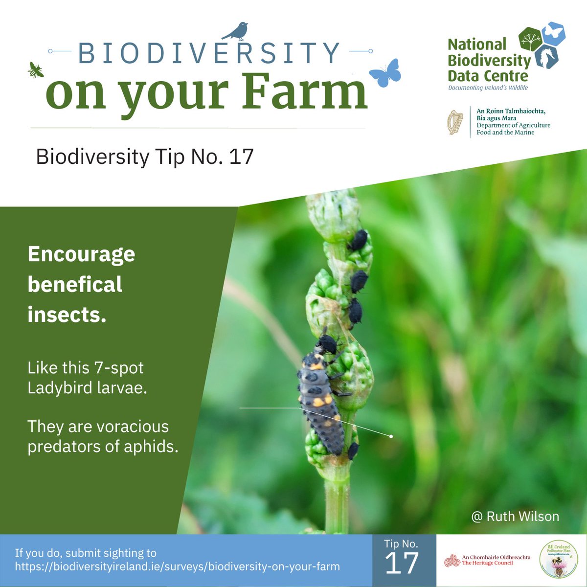 Biodiversity Tip No. 17

Encourage the adult and larvae of the 7-spot Ladybird on your farm. They can be valuable for natural pest control.

A ladybird can munch through 5,000 aphids during its year-long life.

Find out more here bit.ly/48UJp72

#farmlandbiodiversity