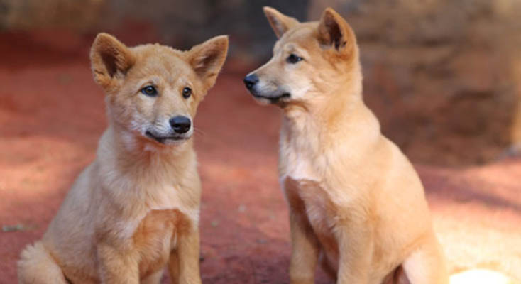 aussiegateway's tweet image. Cuteness overload! The whole family will love the amazing animal encounters that await at Perth Zoo, easy to reach when based at hotels like Pan Pacific Perth. 

&amp;gt;&amp;gt;&amp;gt;bit.ly/3Ypaih5

#PanPacificPerth #MustSeePlacesInPerth #PerthZoo