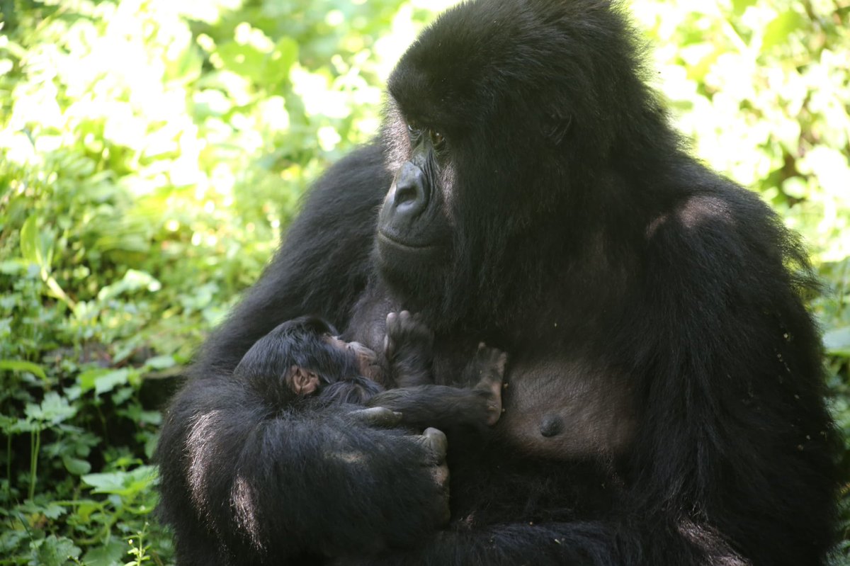 We are pleased to share that, during a routine monitoring mission, community trackers have discovered a newborn in the Rugendo family.⁠
⁠
Nzabonimpa, the mother, was born in July 2011 in the Humba family and joined the Rugendo group ten years later. Her first infant, Kamuzungu,