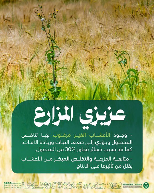WeqaaCenter's tweet image. عزيزي المُزارع .. إن متابعة المزرعة، والتخلص المبكر من الأعشاب الغير مرغوب بها يقلل من تأثيرها على الإنتاج. #وقاء
#توعية_وتثقيف
#الصحة_النباتية