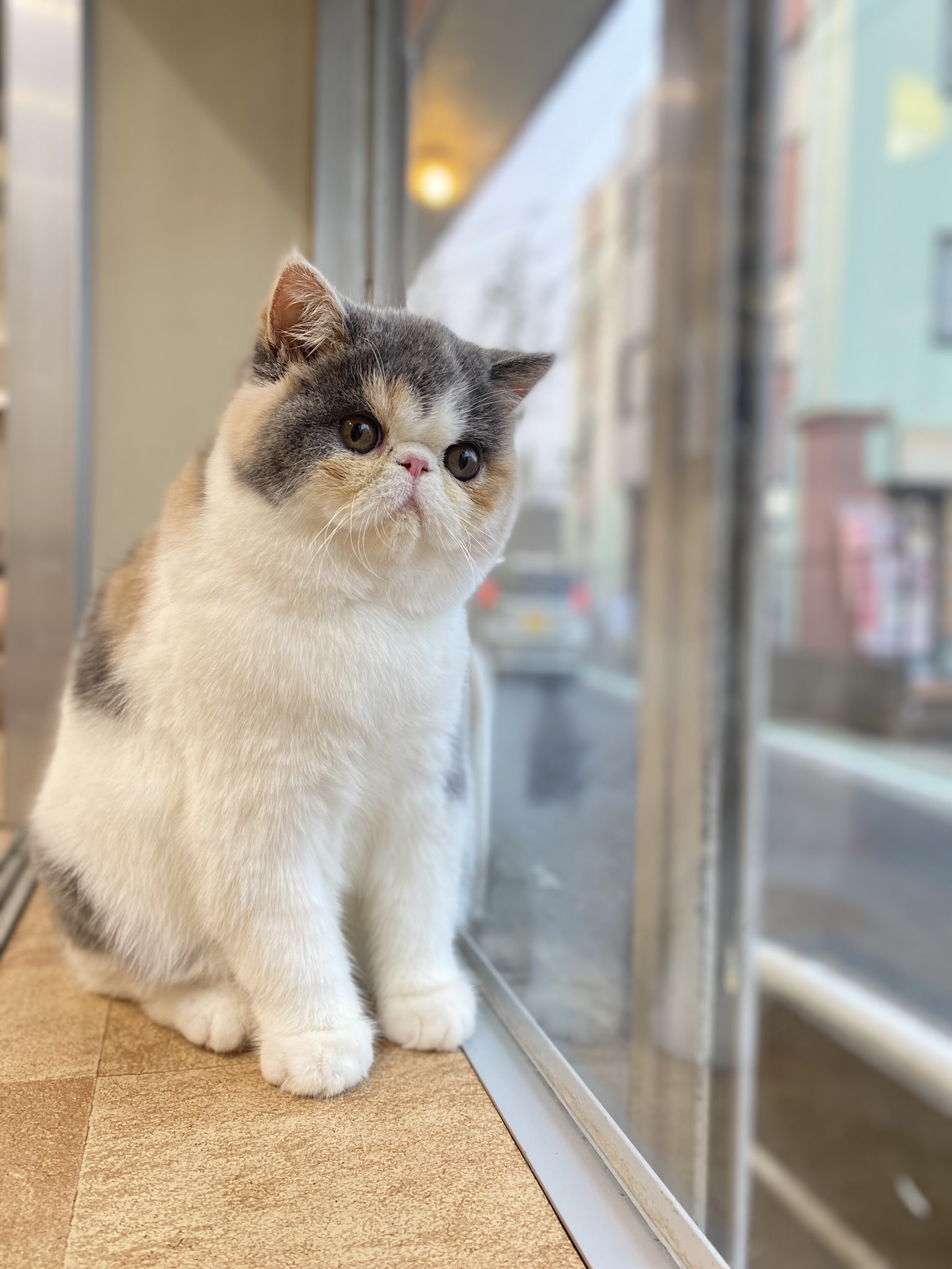 INHERENT ★ CAT DOG 透明なオレオ グラス（ショート／ロング） ブリティッシュショートヘア【奈良県・男の子・2025年4月29日
