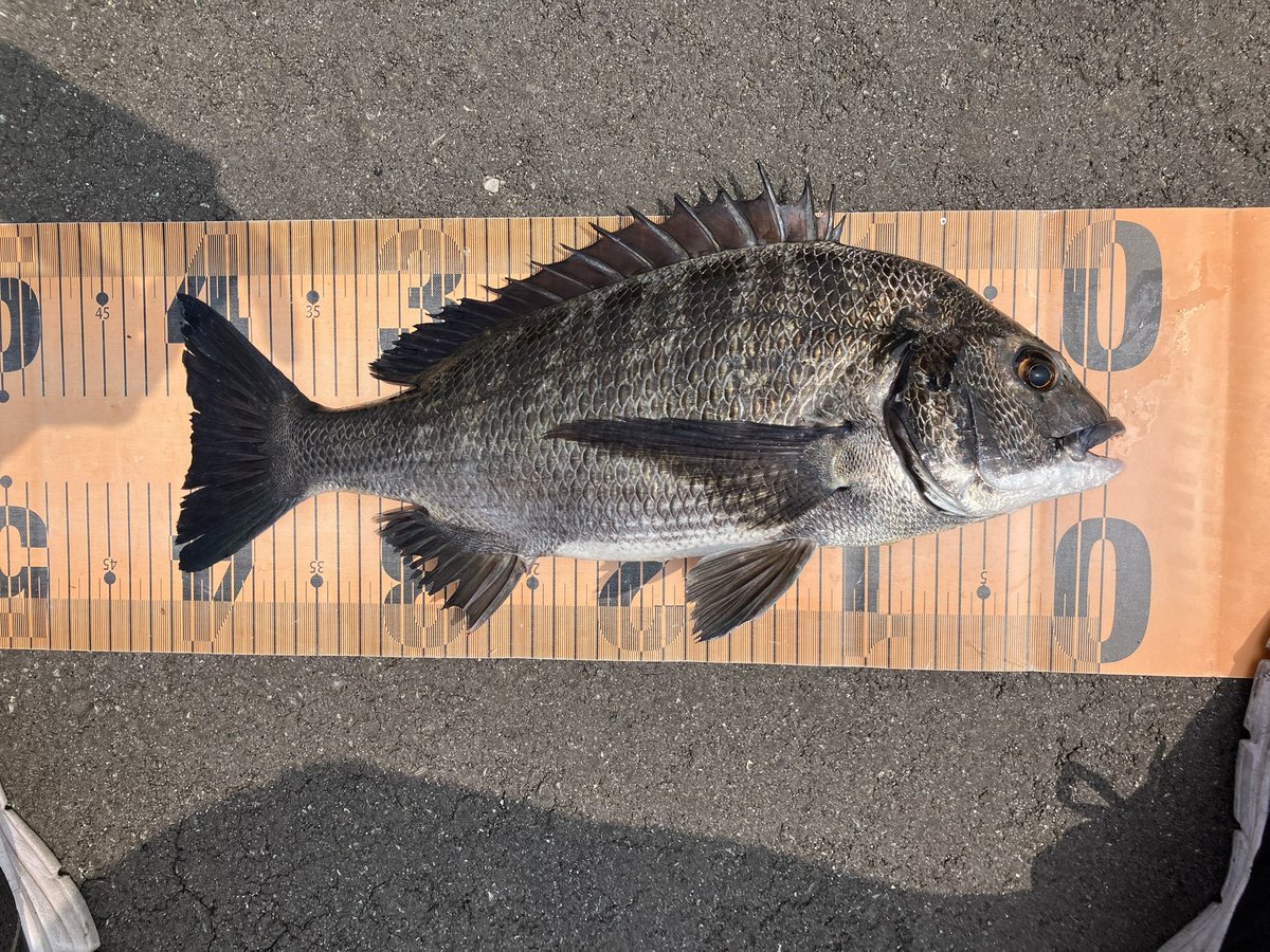 jun_tokibros's tweet photo. 幼い頃父に黒鯛釣りは楽しいぞ！って聞かされてたけど当時は全く理解できなかった

20年以上経った今理解できるようになりましたｗ
まだまだ釣れないことの方が多いけど楽しさはわかった！！ https://t.co/6gDqmZleew