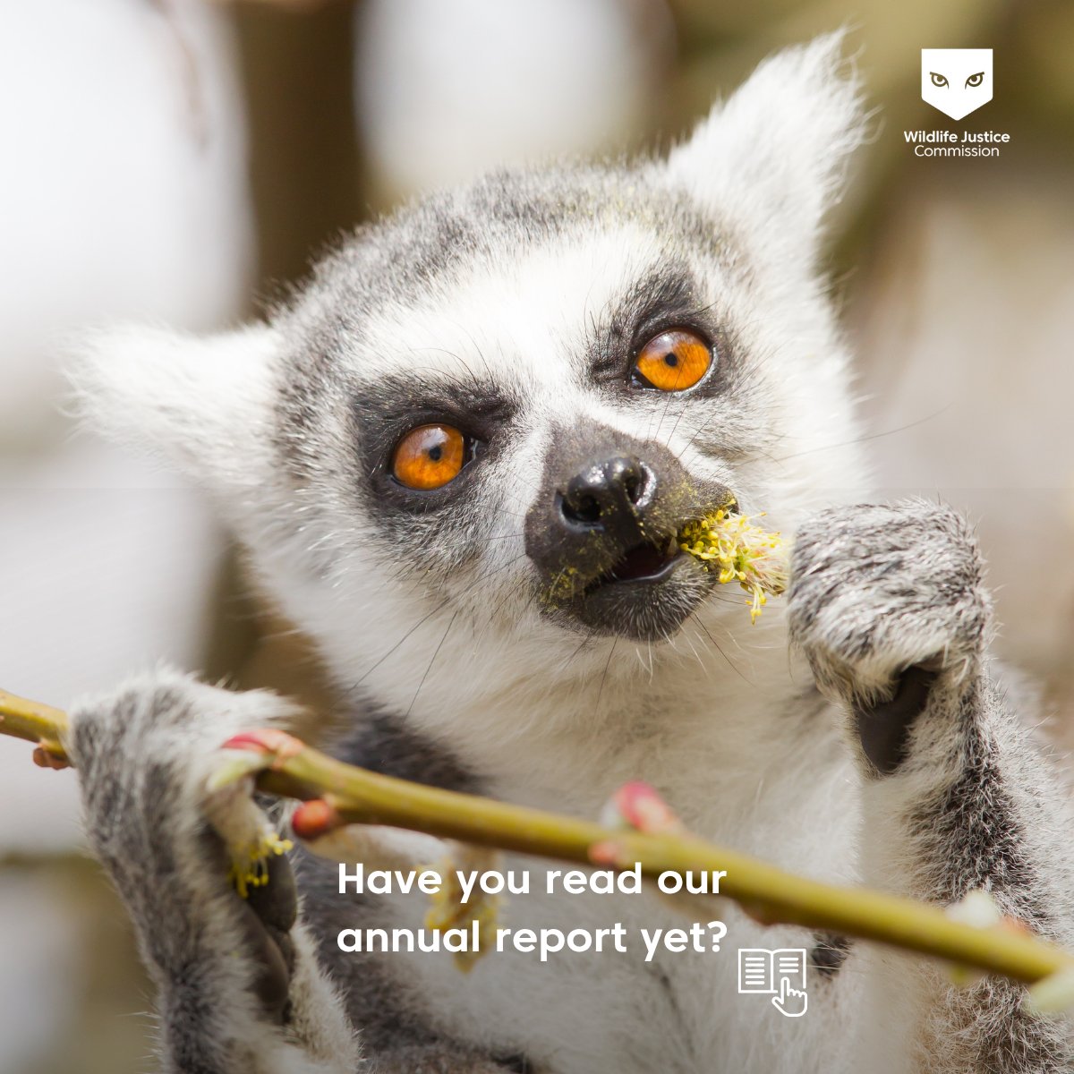 WJCommission's tweet image. 📢 Don’t forget to check out our 2024 Annual Report!
Explore our interactive report or download the full version: bit.ly/3ZXuis3
#AnnualReport2024 #WildlifeJustice #EndWildlifeCrime #SavingSpeciesFromExtinction #ImpactInAction