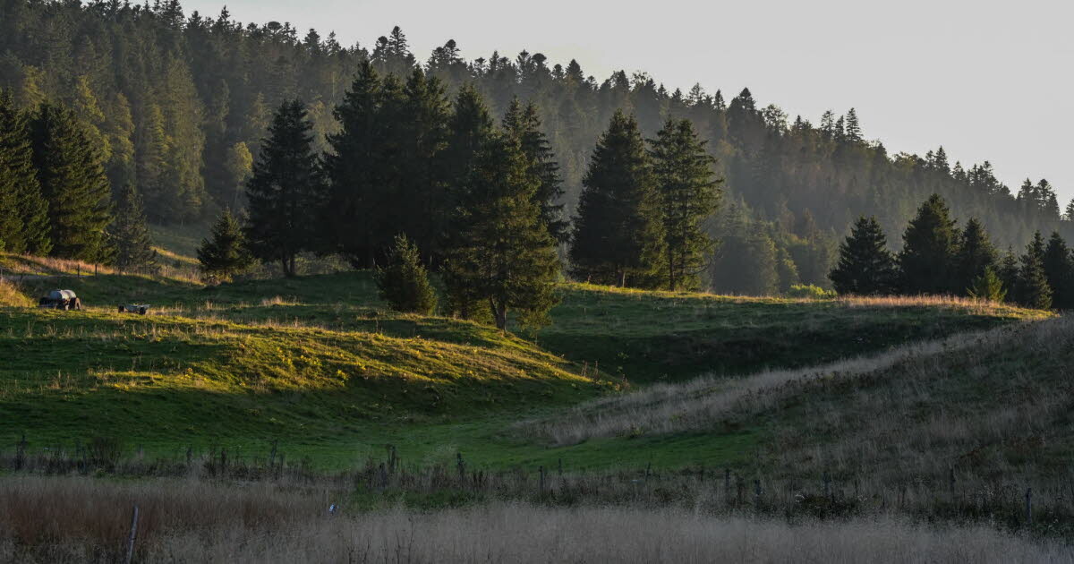 Météo. Il a gelé ce matin dans le Haut-Doubs.
➡️ l.estrepublicain.fr/480
