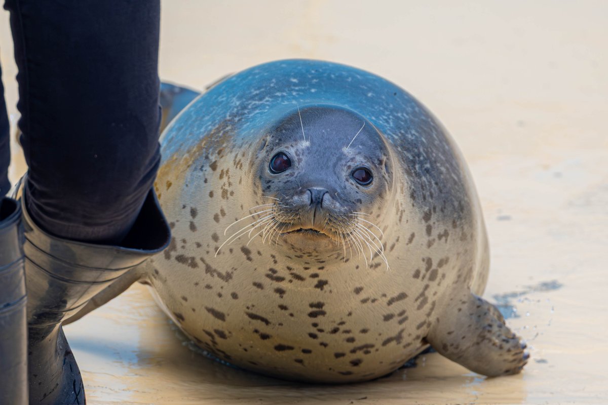 #東武動物公園 
#ゴマフアザラシ 
#1日1もちもち