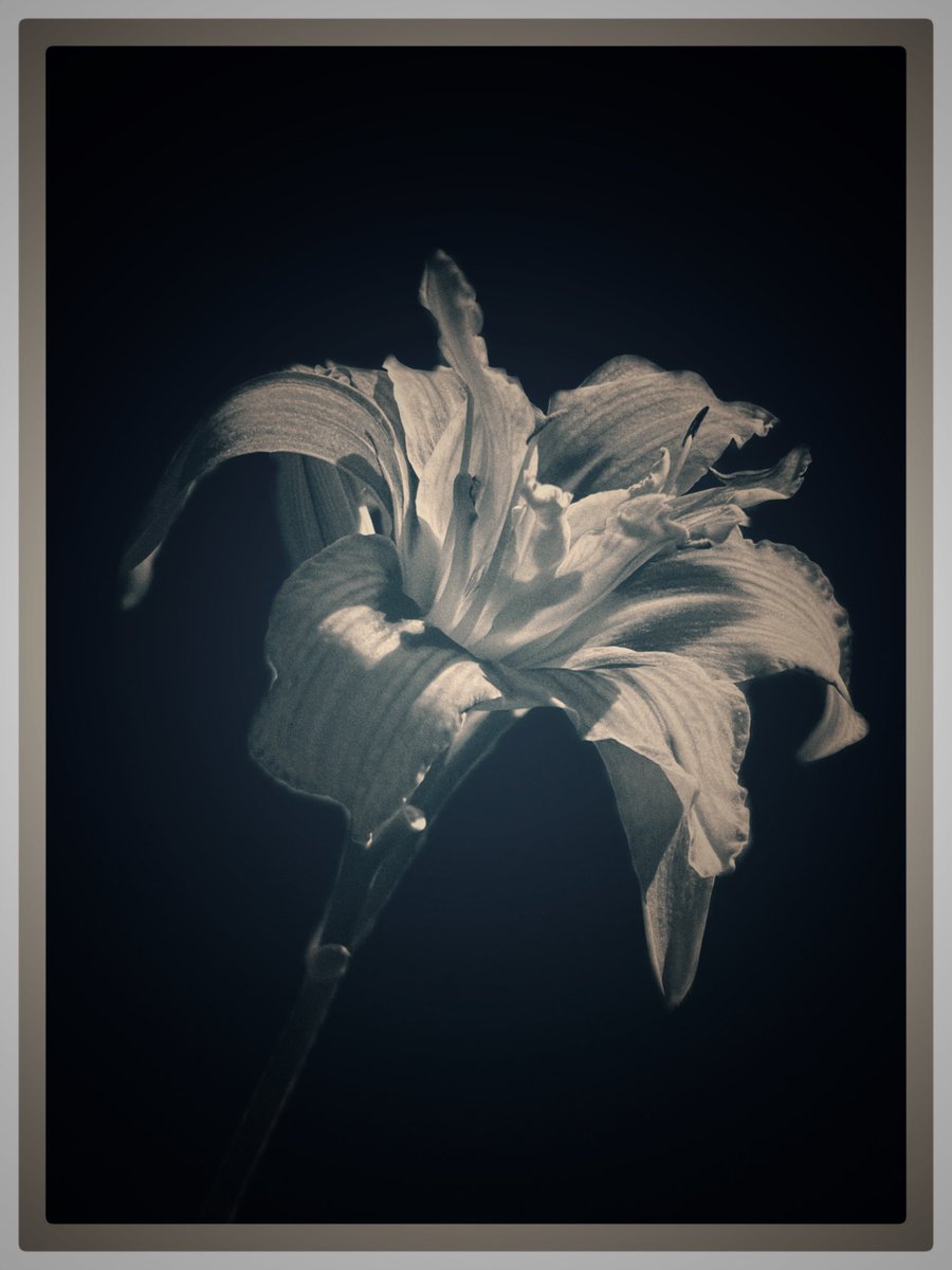 Lily
#photography