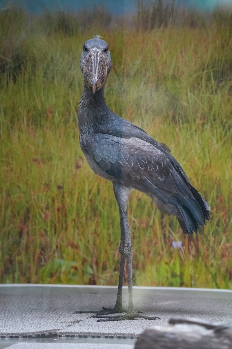 サカラ

#ハシビロコウ
#神戸どうぶつ王国 
#shoebill