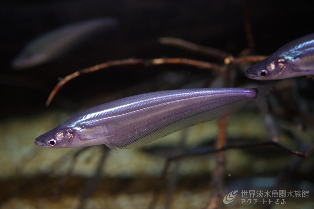 aquatotto's tweet image. メコン川の魚水槽で「パラクロノ―タス属の一種」の展示を開始しました。コモンシートフィッシュとも呼ばれる本種、光の当たり具合でメタリックに輝く体がとってもキレイです!【展ス】