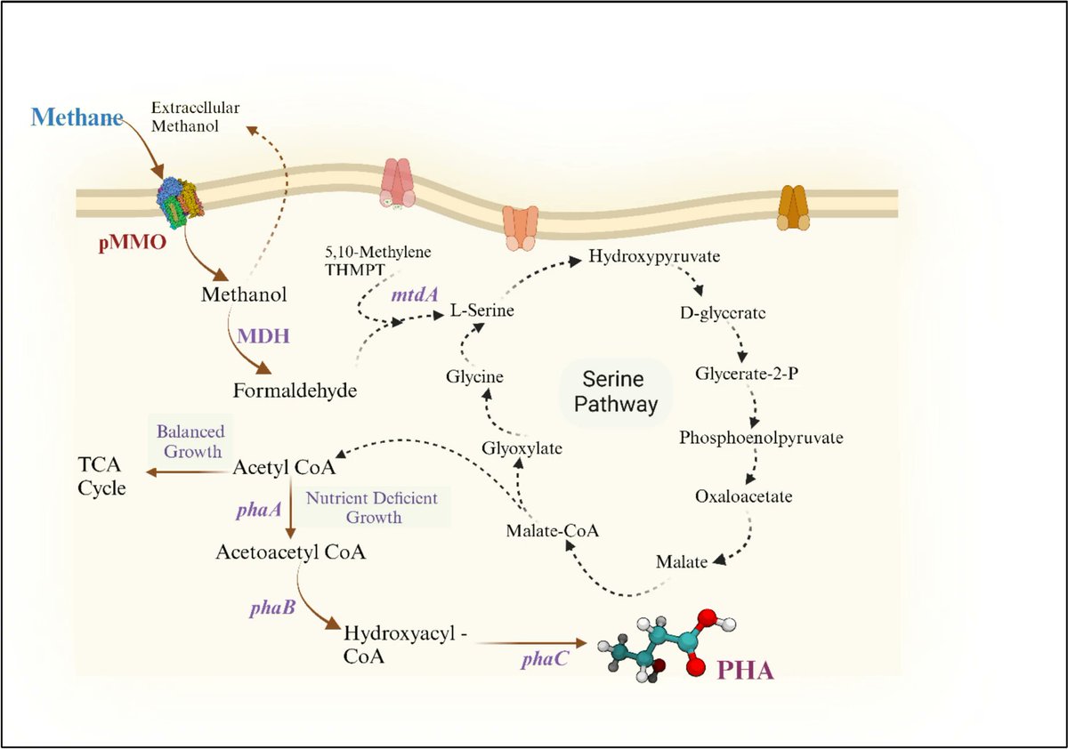 protasov_evgeni's tweet image. Methylocystis suflitae as a promising industrial workhorse for methane-based polyhydroxyalkanoate production
#microbiology #biotechnology #biodegradable 
@SpringerMicBio @SpringerNature 
link.springer.com/article/10.100…