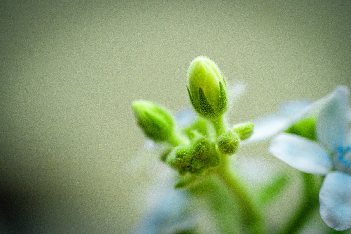 oysm1's tweet photo. “A heartbeat too fast for such a quiet bloom.” — カフェイン中毒 / Caffeine Bloom (inspired by kiki vivi lily)

#カフェイン中毒 #kikivivilily #caffeinebloom #poeticrestlessness #softanxiety #gentlepulse #flowerinrush #macroemotion #quietpanic #visualgroove #bloominghurry #visuallyrics