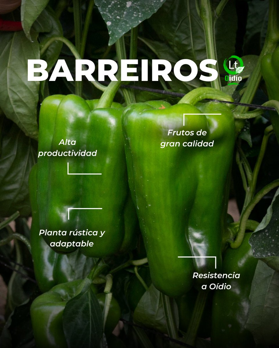 🫑 Barreiros es confianza y resistencia para tu #pimiento lamuyo.

✅ Resistencia a #oídio
✅ Planta rústica y productiva
✅ Frutos con firmeza, calibre y buen color

📅 Recomendado del 10 al 25 de julio

🔗 Más info: loom.ly/-UXfQCM

#BayerSeminis #CultivaSeminis