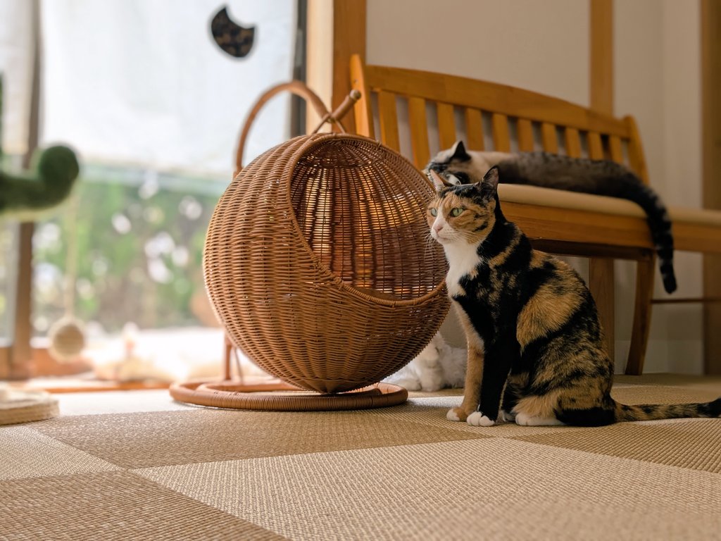 Pp1Zf1's tweet image. 昨日ののランチ後のカフェタイム☕
「保護猫カフェ take9」
1人では中々行きづらかったけど、家族でのランチ外食だったのでそのチャンスを狙って行きました。
久しぶりの猫成分チャージ🐱
いい時間を過ごせました。
そして帰宅後はもれなくお犬様からの念入りチェックを受けました😂
#糸島