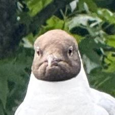 Vogels voeren, liever niet.