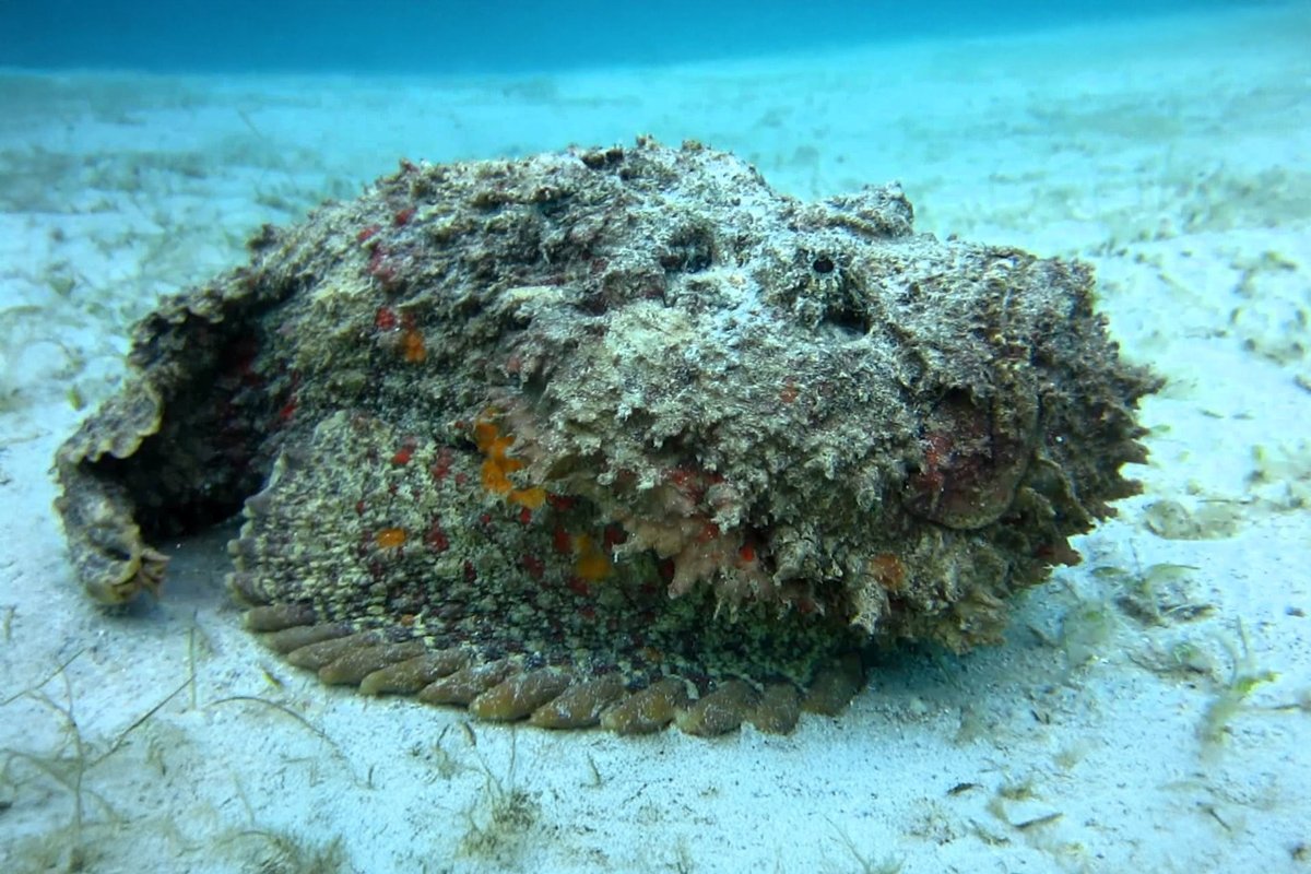 PoseiBot's tweet photo. ⬛ MB0025. Stonefish: The Living Rock
Stonefish looks like reef rock—but it’s alive.
Lying motionless, it hides venomous spines on its back.
One step too close and it strikes.
Nature’s deadliest camouflage.
https://t.co/aJIx8Y5wjn
#POSEI #Poseidon #PoseiBot #Stonefish https://t.co/hyKt2f4v8s