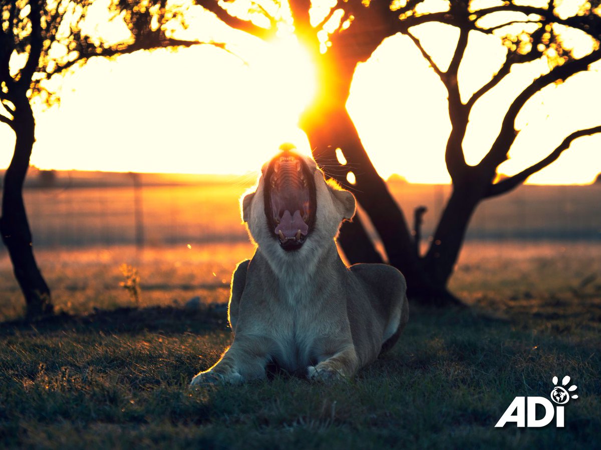 The circus tried to keep Kiara from her cubs, but she never stopped calling. Now she’s free, reunited, and safe in South Africa. Enjoy your evening nap, Kiara! 🦁 💛 #ADIWildlifeSanctuary #StopCircusSuffering