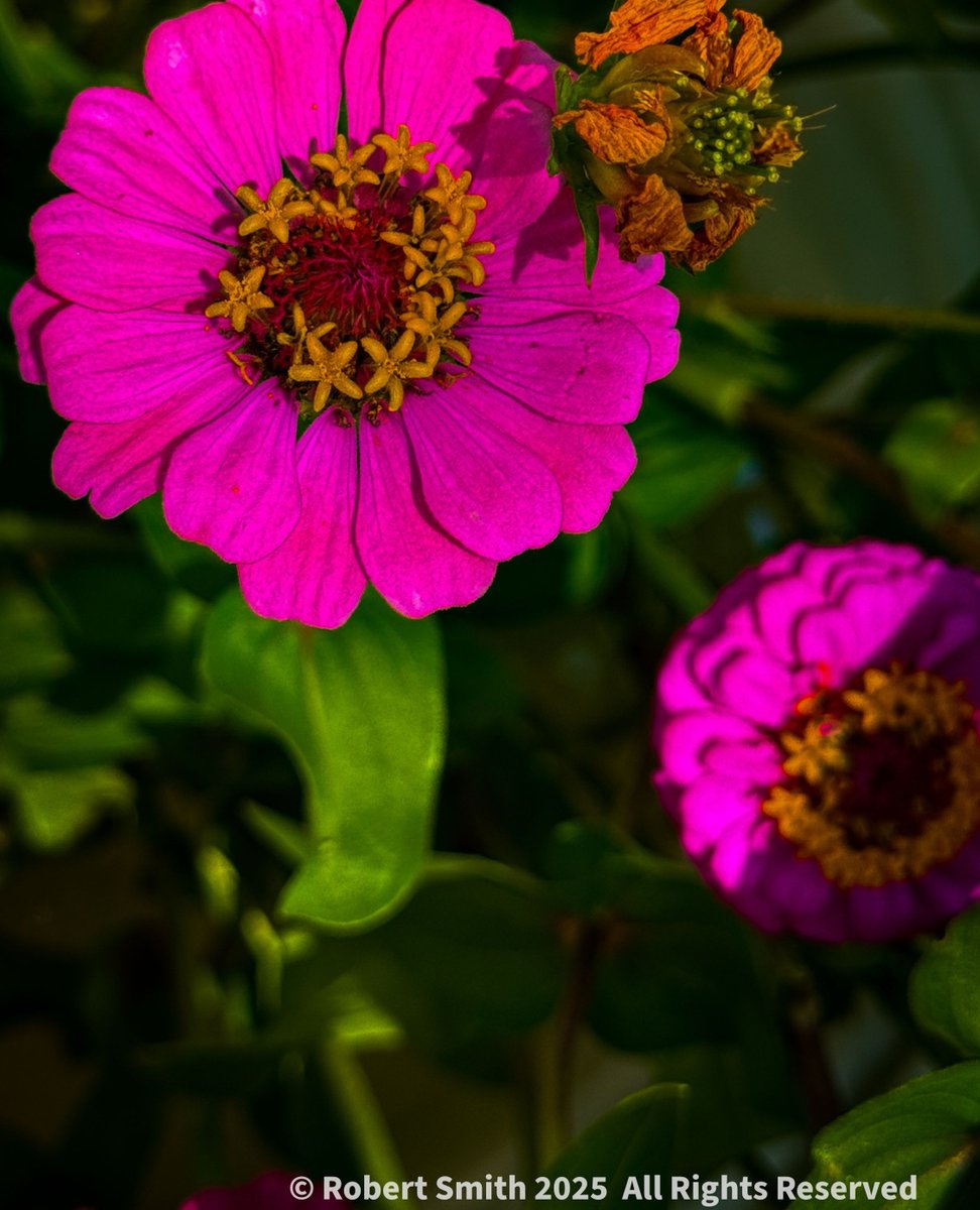 iraqdad1216's tweet image. Farmer’s Market Flowers

Zinas bring the color!

#FOTD #cellpic #cellpicsunday # ⁣#robertsnapspot  #nature #beauty #Jun2025 #iphone15ProMax #YourFlowersbyDay2025 ⁣#TwitterNatureCommunity ⁣#Nature #Zinaphotography #Zina #farmersmarket #ForsythFarmersMarket #HappinessCaptured