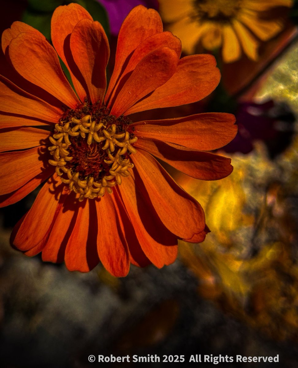 iraqdad1216's tweet image. Farmer’s Market Flowers

Zinas bring the color!

#FOTD #cellpic #cellpicsunday # ⁣#robertsnapspot  #nature #beauty #Jun2025 #iphone15ProMax #YourFlowersbyDay2025 ⁣#TwitterNatureCommunity ⁣#Nature #Zinaphotography #Zina #farmersmarket #ForsythFarmersMarket #HappinessCaptured