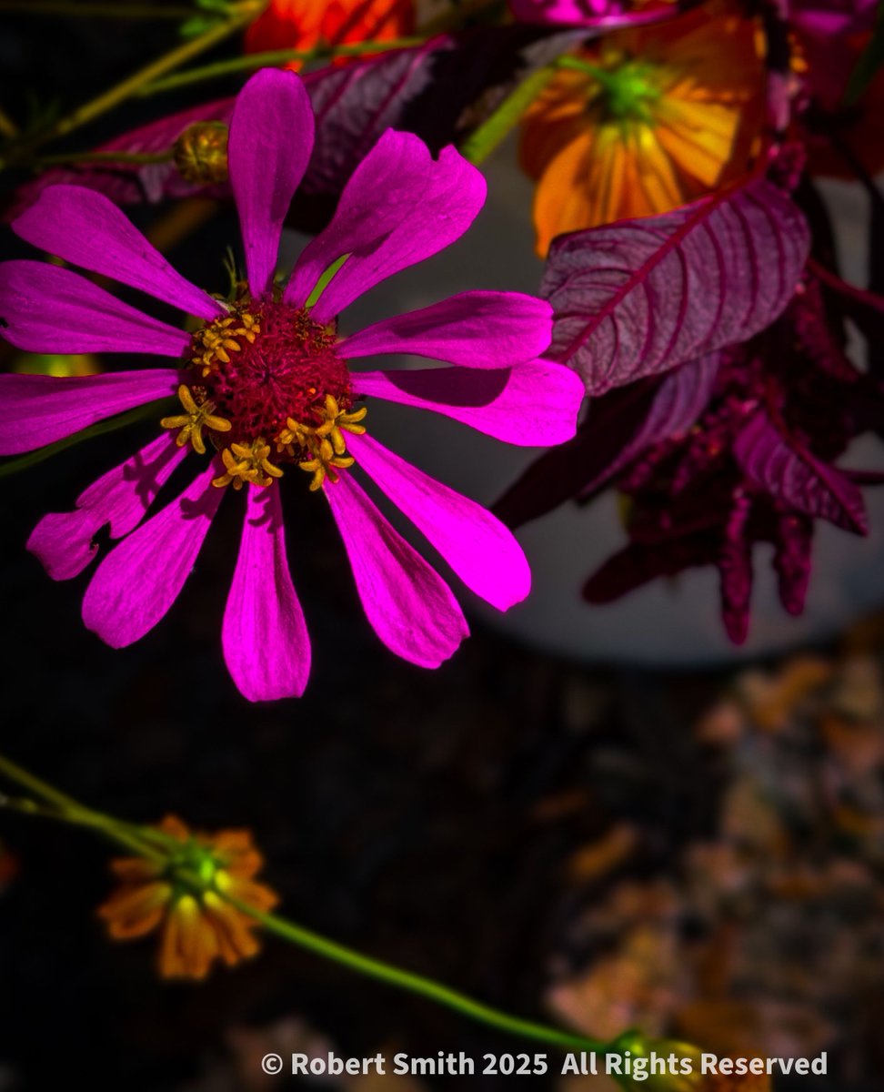 iraqdad1216's tweet image. Farmer’s Market Flowers

Zinas bring the color!

#FOTD #cellpic #cellpicsunday # ⁣#robertsnapspot  #nature #beauty #Jun2025 #iphone15ProMax #YourFlowersbyDay2025 ⁣#TwitterNatureCommunity ⁣#Nature #Zinaphotography #Zina #farmersmarket #ForsythFarmersMarket #HappinessCaptured