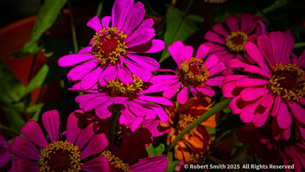 iraqdad1216's tweet image. Farmer’s Market Flowers

Zinas bring the color!

#FOTD #cellpic #cellpicsunday # ⁣#robertsnapspot  #nature #beauty #Jun2025 #iphone15ProMax #YourFlowersbyDay2025 ⁣#TwitterNatureCommunity ⁣#Nature #Zinaphotography #Zina #farmersmarket #ForsythFarmersMarket #HappinessCaptured