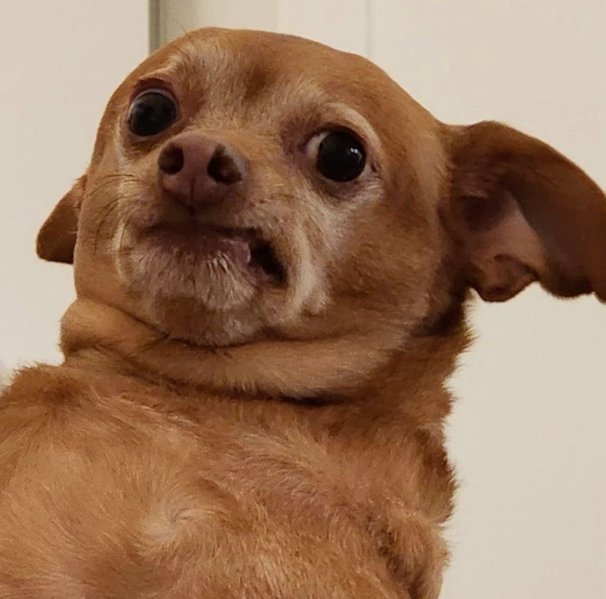 ‍ ‍ 𝕮𝙖𝙢𝙞𝙡𝙡𝙚. (@0j0sdegata) on Twitter photo 