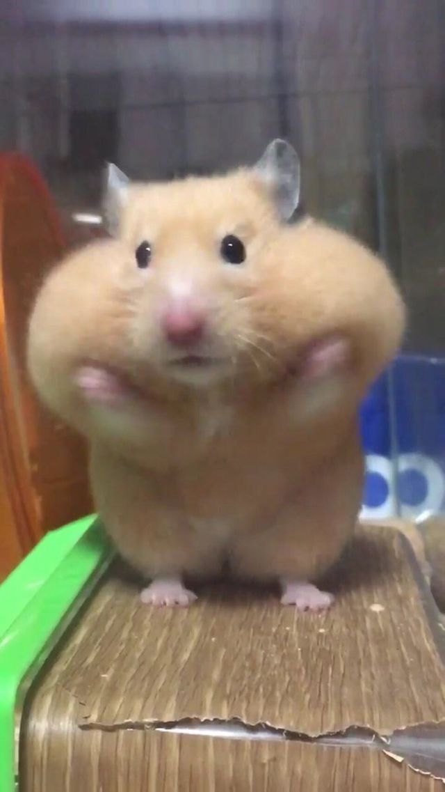Tweets Of Hamster (@tweetsofhamster) on Twitter photo 