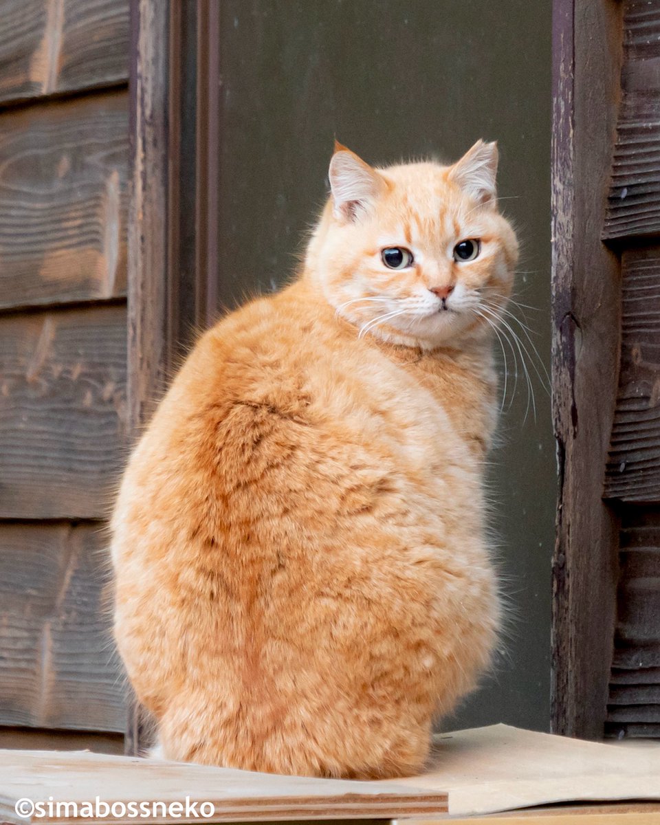 見返り美にゃん✨ Beauty Looking back💓 #見返り #猫 #cat