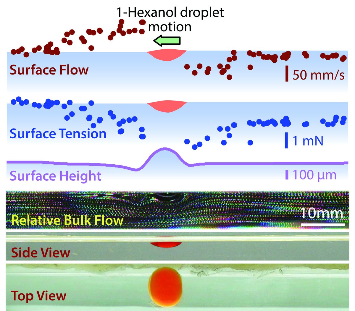 自走液滴周囲の表面張力勾配が如何にして駆動力に転換されるか。ヘキサノール液滴の自走機構について表面張力・表面流速・水面変位の分布測定とバルクの流れ観察をして議論した論文がLangmuir誌にて無事公開。pubs.acs.org/doi/10.1021/ac…