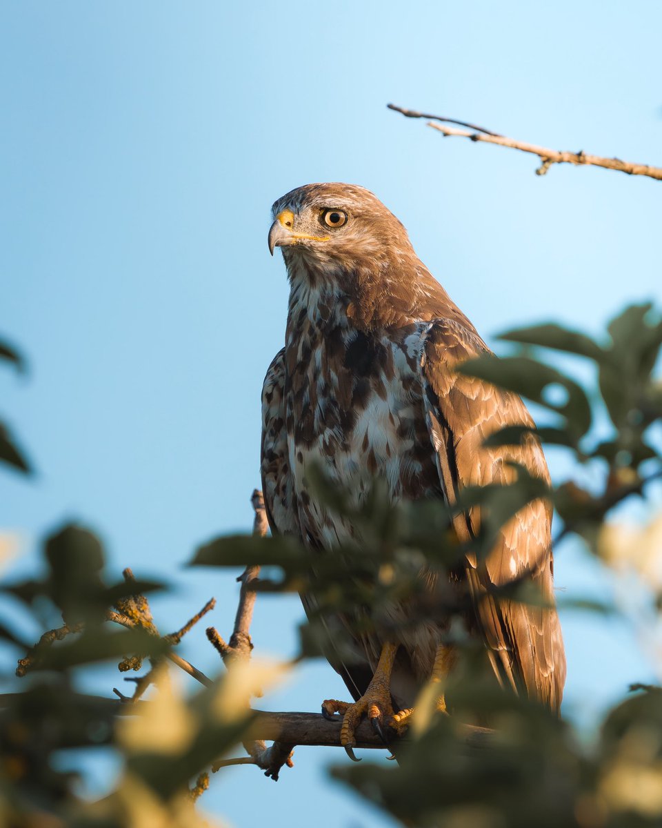 Capreolus capreolus (Reh) &amp; Buteo buteo (Mäusebussard) 📷

• Sony A7R V 
• Sony G OSS 200-600 F5.6-6.3

#sonyalpha #wildlifephotography