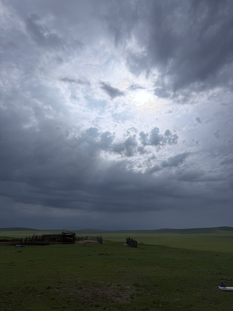 buguud's tweet image. Даяар монголд гандуу байх цагт нутагт дэлхий дэлгэнэж хураахайрлаж сайхан зун болж байна