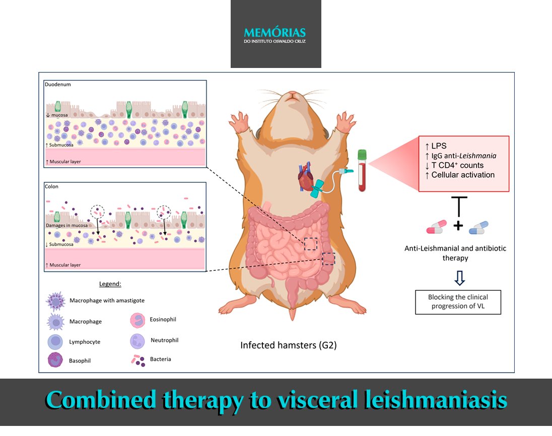 Concomitant use of anti-leishmanial therapy and antibacterial prophylaxis reduces plasma LPS levels and improves several aspects of experimental Leishmania infantum infection in golden hamsters. To know more, access memorias.ioc.fiocruz.br
