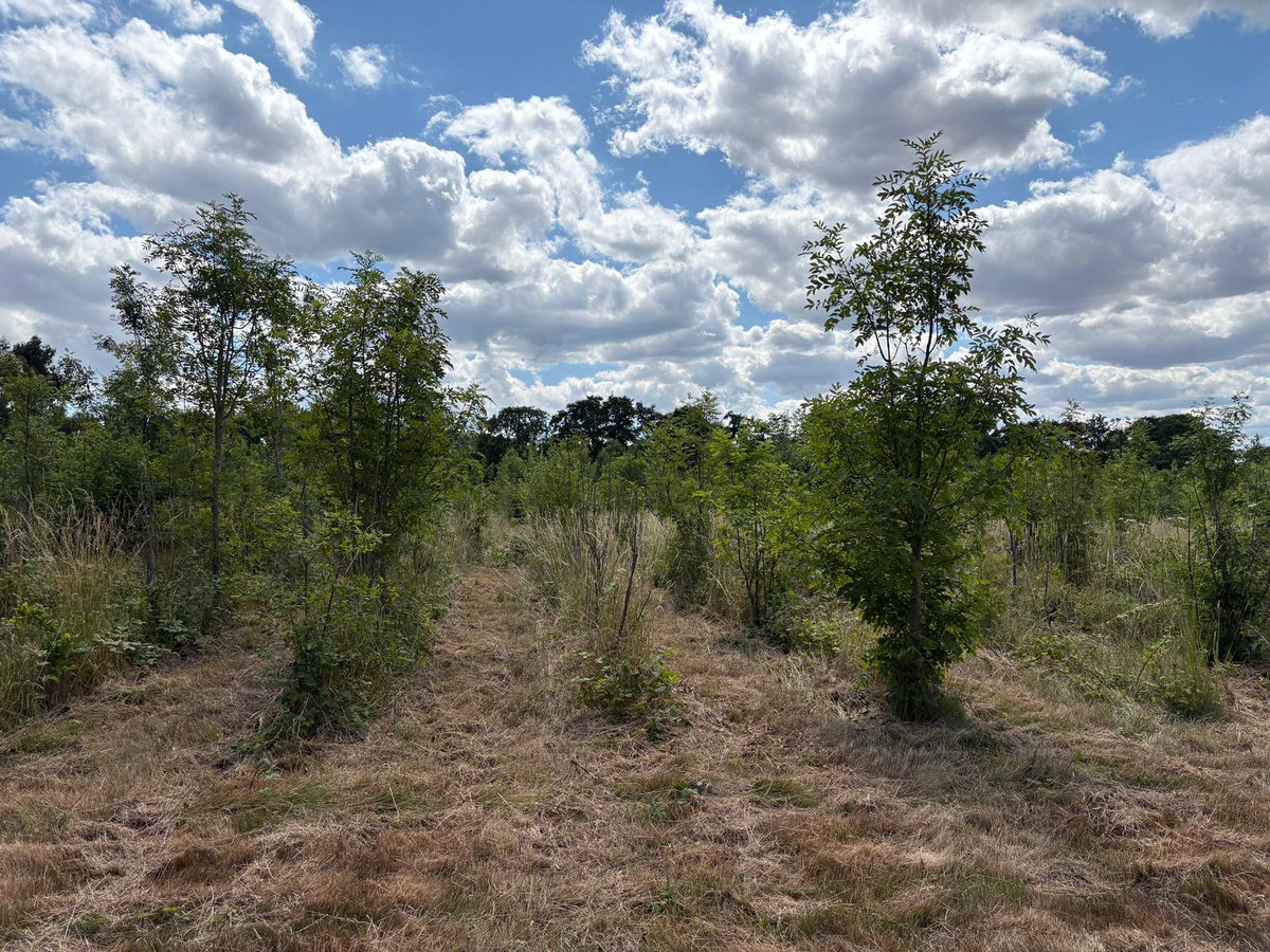 FutureTreesUK's tweet image. Ash screening trial in Kent showing a strong range of dieback classes.
This variation—from healthy crowns to severe symptoms—is key to identifying tolerant trees for future breeding.
📍 Kent | #AshDieback #LivingAshProject #FutureForests #UKForestry