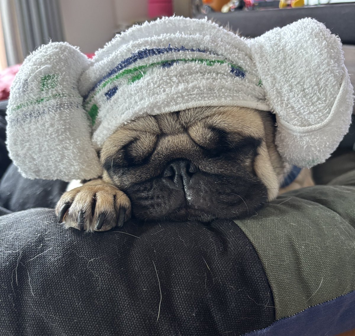 chachamaru_pug's tweet image. 何をされても気にしないタイプ

#pug #パグ