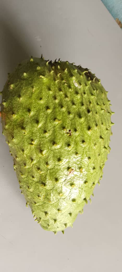 TaddewoS's tweet image. Soursop (ekitaferi): This was a giant one. Its juice is the best! Consider planting a few. It's healthy. #BackyardFarming