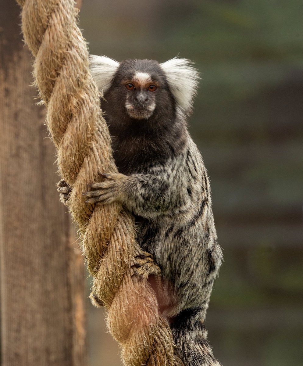 MonkeyIOW's tweet image. Meet Winston 🐒
Once a lonely pet, now thriving with fellow rescued marmosets Gizmo, Rosa & Fiver 💚
From isolation to freedom, he’s found family, fun & a safe home to be his cheeky, naughty self — and we wouldn’t change a thing! 😍
#IsleOfWight #Marmosets #Rescue 💕
