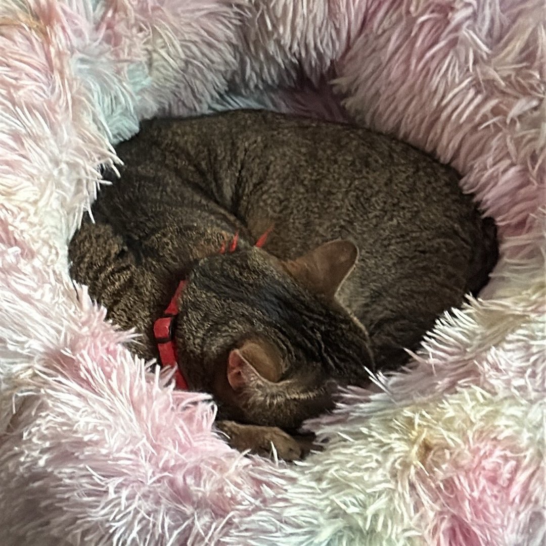 AkumaSakamaki's tweet photo. ❤️LIVE! Co-workin stream tonight 💖
Links in bio!
#twitch #twitchstreamer #twitchaffiliate #twitchanz #tiktok #tiktokanz #catgirl #catears #streamer #varietystreamer #pngtuber #vtuber #catpngtuber #spiritcitylofisessions #coworking #coworkingstream #lofiandchill https://t.co/D6kGJR9aW5